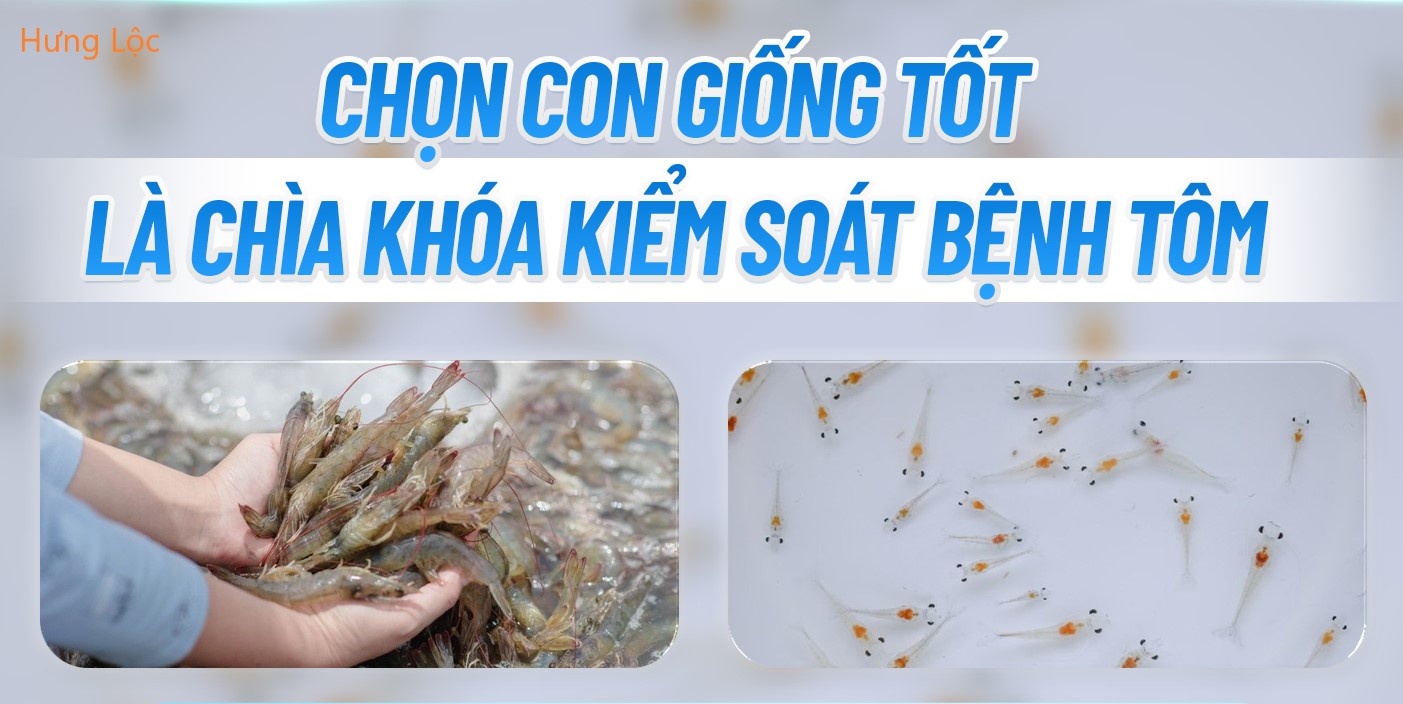 Tôm giống Hưng Lộc - Ninh Thuận